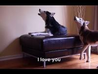 2 TALKING DOGS ARGUE - SUBTITLED! Mishka & Laika