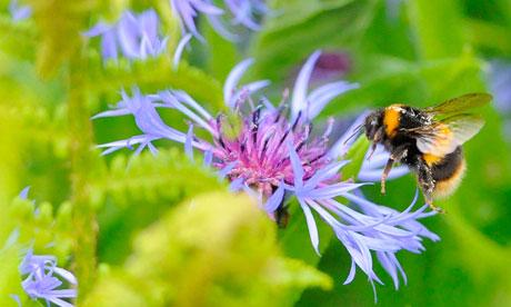 What Does Biodiversity Means?