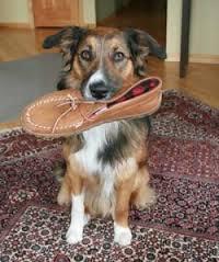 Has your dog ever stolen one of your shoes so now it's their favourite chew toy?