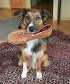 Has your dog ever stolen one of your shoes so now it's their favourite chew toy?