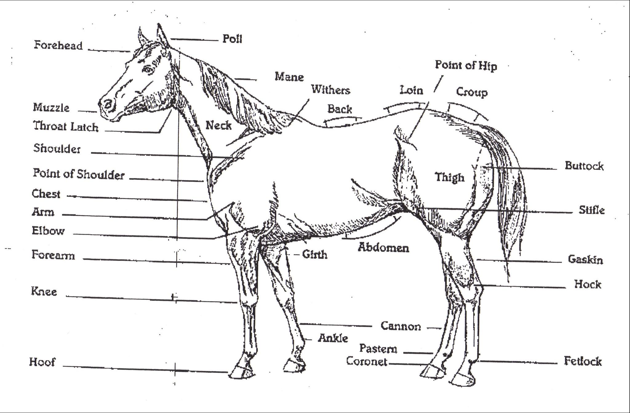 Do you have a horse, or just LOVE horses? Do you have a horse, or just LOVE horses?
