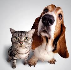 what kind of pets do you have? what kind of pets do you have?