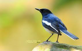 Riddles: a bird that stays dry Riddles: a bird that stays dry