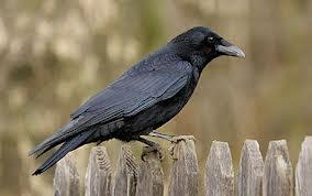 why are crows ugly and black