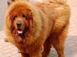 What is the most interesting fact you know about dogs?
