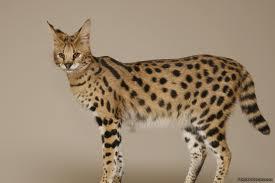 What are your top 3 favourite breed of cat? What are your top 3 favourite breed of cat?