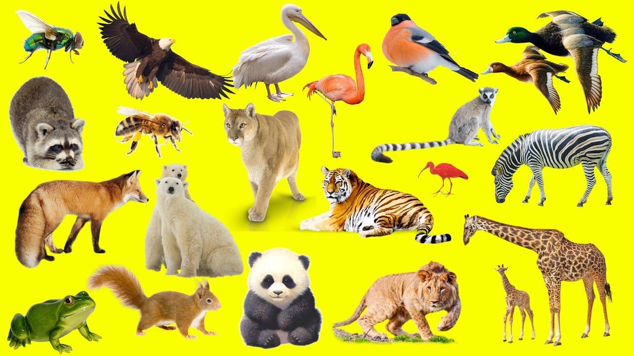 favourite animal?