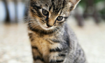Do you think ths kitten is cute?