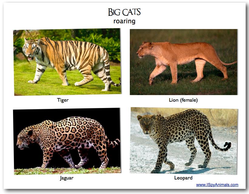 What is your favourite: Lions, Tigers, Jaguars or Leopards?