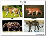 What is your favourite: Lions, Tigers, Jaguars or Leopards?