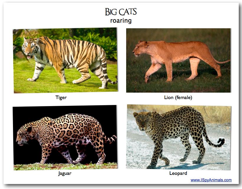 What is your favourite: Lions, Tigers, Jaguars or Leopards? What is your favourite: Lions, Tigers, Jaguars or Leopards?