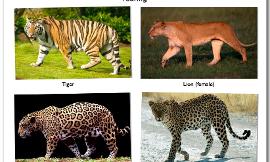 What is your favourite: Lions, Tigers, Jaguars or Leopards?