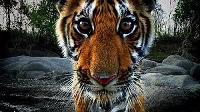 Are tigers going extinct?