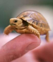 Turtles- what do you think of them?