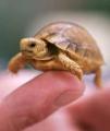 Turtles- what do you think of them?