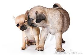 Chihuahua or pug - who is best?