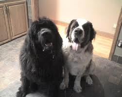 Newfoundlands or Saint bernards?