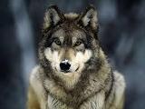 Do you think wolves are awesome?
