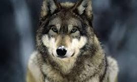 Do you think wolves are awesome?