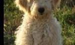 What is an ideal name for a Goldendoodle?