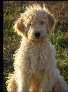 What is an ideal name for a Goldendoodle?