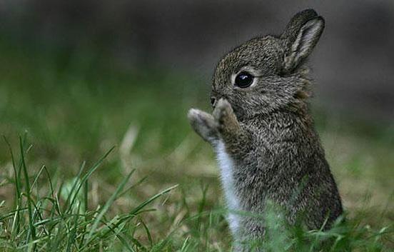 What are good names for a rabbit?