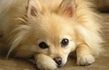 What's your fave dog breed?! What's your fave dog breed?!