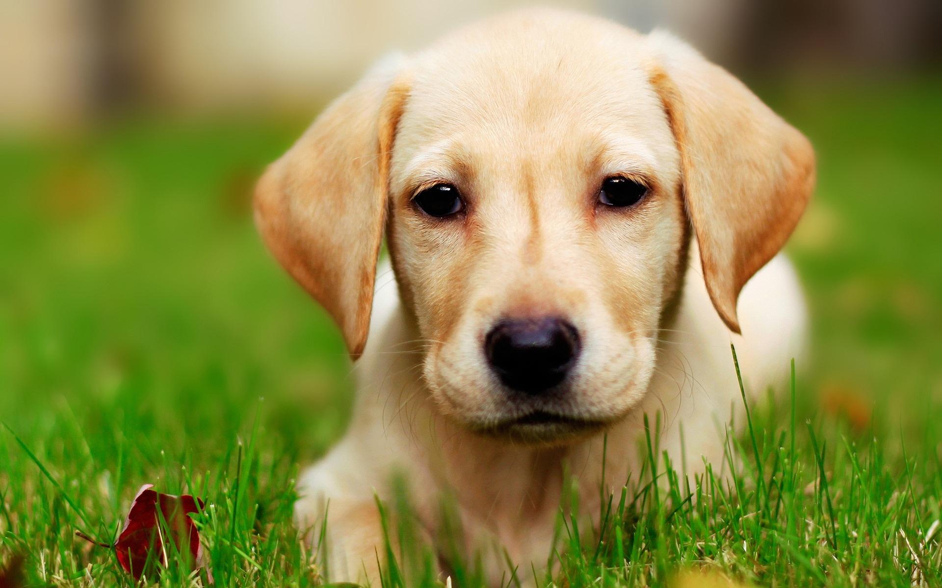 Which breed of dog is the cutest?