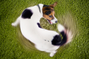 Why do Dogs chase their tails?