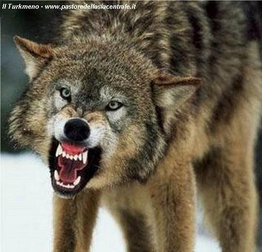 What are Wolves afraid of?