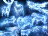 What patronus are you on pottermore?