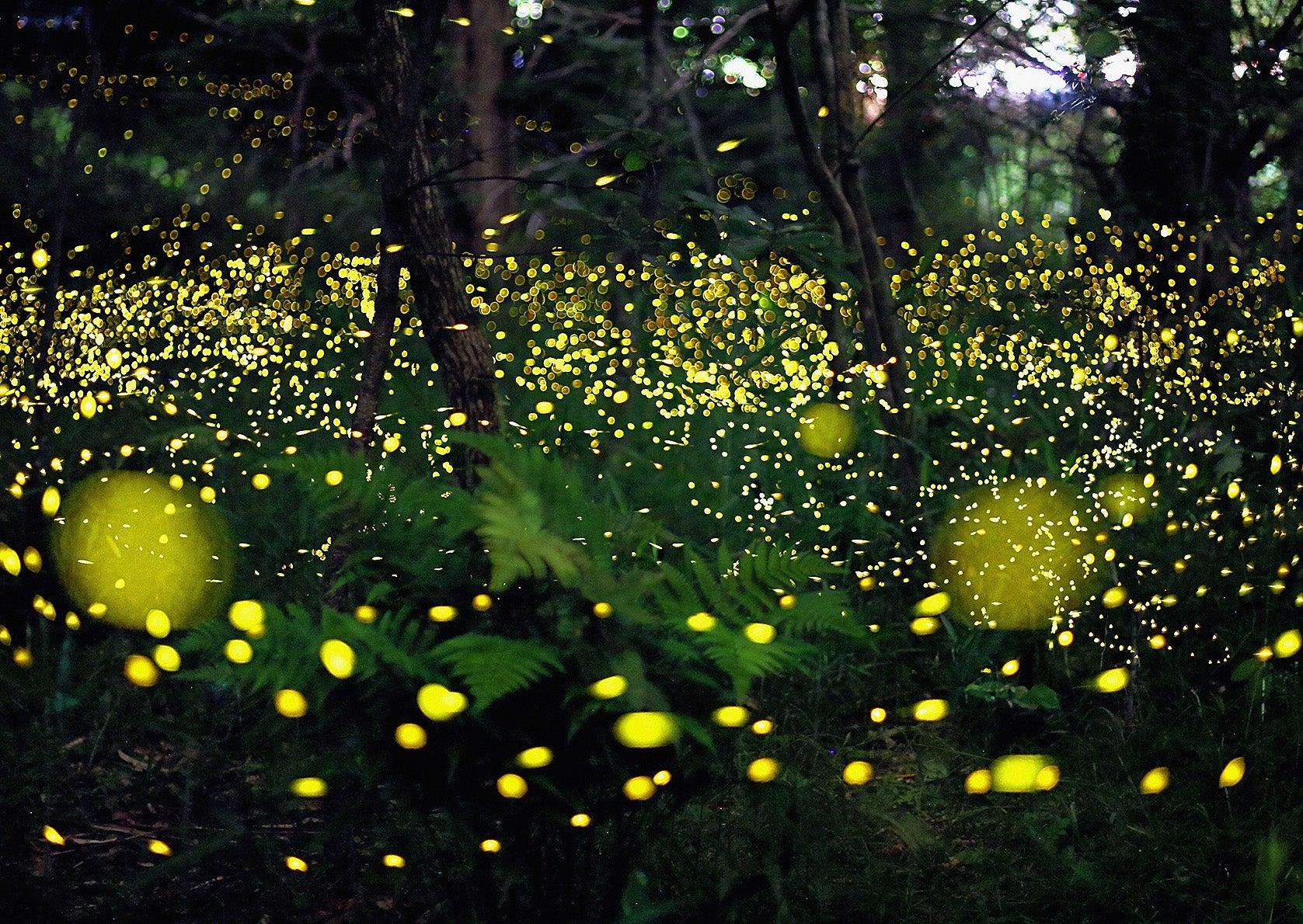 Why are we starting to see less fireflies? Why are we starting to see less fireflies?