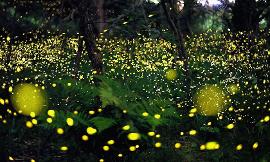 Why are we starting to see less fireflies?