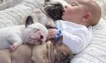 Who loves French bulldogs?