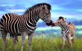 Are zebras awesome?