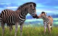 Are zebras awesome?