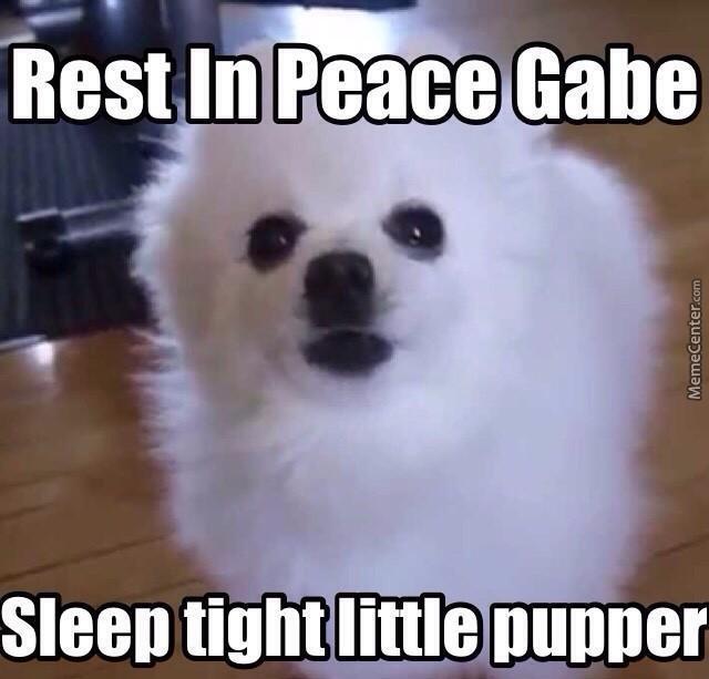 do you think gabe the doggo is borking up a riot in heaven?