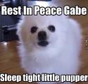do you think gabe the doggo is borking up a riot in heaven?