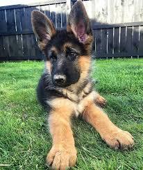 Do you think Forest the German Shepard deserve to go to the next cute competition?