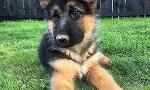 Do you think Forest the German Shepard deserve to go to the next cute competition?