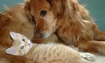What do u like better a dog or a cat