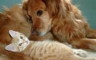 What do u like better a dog or a cat