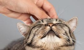 Why do domestic cats purr?