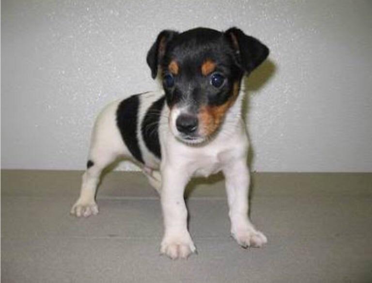 Name for a jack Russell puppy