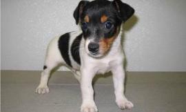 Name for a jack Russell puppy
