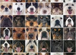 what is your dream dog? what is your dream dog?