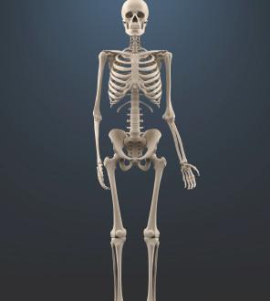 How many bones are in the human body? - Question