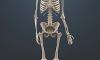 How many bones are in the human body?