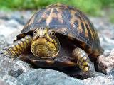What do you think of this turtle?