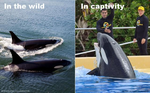 How do you feel about Orcas in captivity?